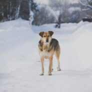 A Compassionate Approach To Supporting Stray Animals in Winter