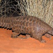 A World Famous Naturalist Calls Them ‘Endearing’, and More Facts About the Endangered Pangolin