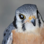 American Kestrel Finds New Wings as an Avian Artist