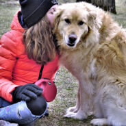 Americans Are Twice As Likely To Own Dogs Over Cats, Study Finds