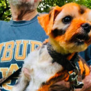 Auburn Community Rallies to Find Missing Mascot Jake the Tiger Dog