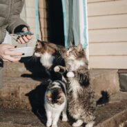 Avoid the Pitfalls of Overfeeding Your Companion Animals