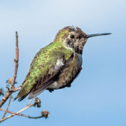 Birding Community Embraces Inclusivity by Renaming Dozens of Avian Species