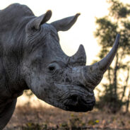 Canada Steps Up for Endangered Species with Ban on Ivory and Rhino Horn Trade