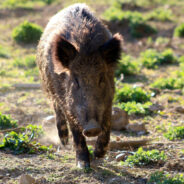 Canada’s ‘Super Pig’ Invasion Threatens US Ecosystems and Farms