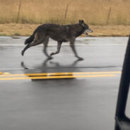 Community Search Leads to Safe Return of Wolfdog in California Community