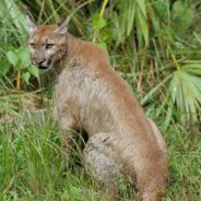 Endangered Florida Panthers in Peril as Road Fatalities Surge