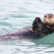 Famous Surfboard-Swiping Otter Has a New Pup