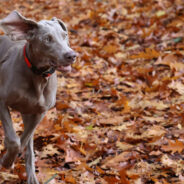 FDA Considers Approval of Groundbreaking Canine Anti-Aging Treatments