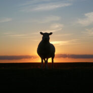 Fiona, Britain’s Loneliest Sheep, Rescued After Two Years in Isolation