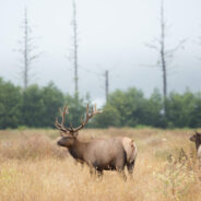 From Hibernation to Foraging: The Diverse Winter Lives of Wild Animals