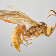 From Vampire Wasps to Groins of Fire: Meet 2023’s New Species