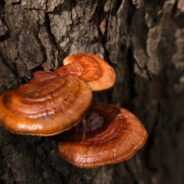 Harnessing the Power of Medicinal Mushrooms for Dogs & Cats