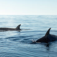 Heavy Metal Sounds Send Killer Whales Into A Frenzy During Standoff With Sailors