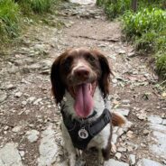 Heroic Dog Daisy Leads Dramatic Rescue of Cat Trapped in Mineshaft