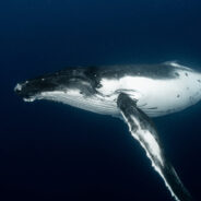 Historic Humpback Whale Birth Captured on Camera in Hawaii for First Time