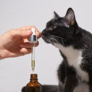 How to Use Essential Oils Safely Around Your Dog or Cat