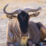 How Wildebeest and Wolves are Pivotal in the Fight Against Carbon Change