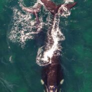 Incredible Effort Frees Humpback Whale from 300lb Crab Pot