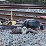 Injured Bald Eagle Rescued After Being Struck By Train In Virginia