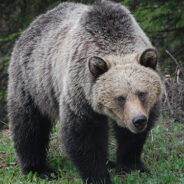 Intoxicated Grizzly Bears In Montana Are Being Killed By Trains