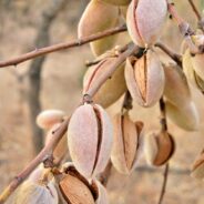 Invasive Beetle Threatens California’s Tree Nut Crops