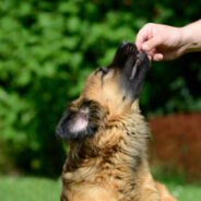 Limited-Ingredient Dog Treats Reign Supreme!