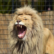 Lion Escapes Circus in Italian Town, Sparks Safety and Animal Rights Debate