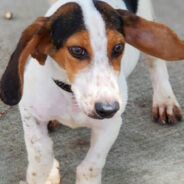 Meet Grateful Shelter Pets Catching A Ride On This Month’s Flight To Freedom