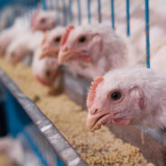 Minnesota Orders Culling of 1 Million Chickens to Halt Bird Flu Spread