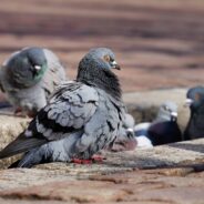 New Research Shows Pigeons Solve Problems the Same Way Artificial Intelligence Does