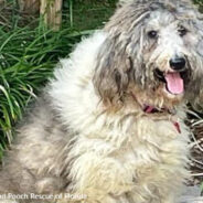 Orlando Groomers Come To The Rescue Of Shelter Dog Unable To Walk Due To Severely Matted Fur