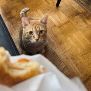 Persistent Ginger Cat Investigates – And Tries to Sample – Every Human Food He Sees