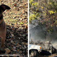 Pit Bull Saves Family From Burning House In Tennessee