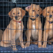 Puppy Mill Problems Plague Iowa As Breeders Responsible For Deaths And Injuries