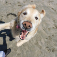 Ranger The Bodacious Beach Dog Is Making A Difference By Spreading Comfort