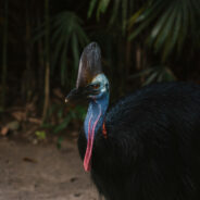 Rare Cassowary Sighting at Australian Beach Amazes Onlookers — Watch As Bird Emerges From Ocean