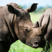 Rare Sumatran Rhino Calf Born in Indonesia Marks Hope for Endangered Species