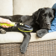 Reasons Your Dog Might Benefit from Low Level Laser Therapy