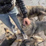 Rescue Near the Frontlines in Ukraine Cares For More Than 100 Dogs, And You Can Help