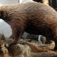 Researchers Triumph in Rediscovering Long-Lost Echidna After Six Decades