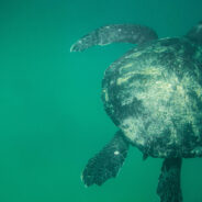 Rising Pollution Levels Threaten Green Sea Turtle Populations with Female-Heavy Imbalance