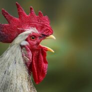 Roosters Show Signs of Recognizing Their Own Reflections, Which Means They May Be Self-Aware