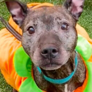 Senior Shelter “Pup-kin” Named Yorkshire Is All Dressed Up And Hoping For Best Treat – A Home