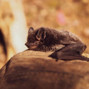 Serotine Bats Challenge Conventional Science with Unique Mating Strategy