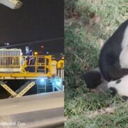 Smithsonian National Zoo’s Webcam-Starring Pandas Fly Away to China