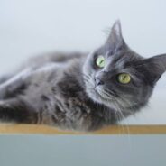 Sneezing Gray Cat on Death Row Yowls Herself Into New Home