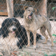 South Korea Announces Plan to Outlaw Dog Meat by 2027