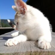 Stray Cat Rescued After Being Shot with a BB Gun