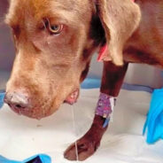 Stray Dog Shot In Head Needs Emergency Surgery To Repair Fractured Jaw And Teeth